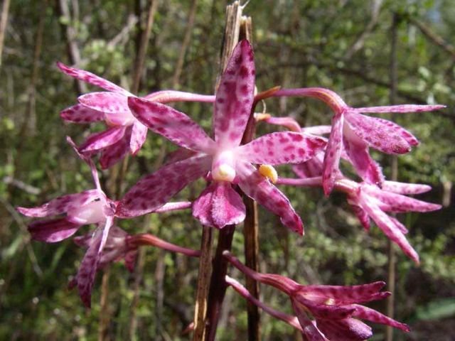 Dipodium punctatum Coxs R '05 IMGP0920[1]