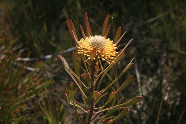 Isopogon fletcheri Dalpura '09 DC60[1]