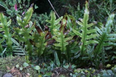 Microsorium diversifolium Wollangambe '05  IMG_3444[1]