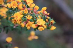 Pultenaea scabra (AF) V o t Waters Oct '10 IMG_0373[1]