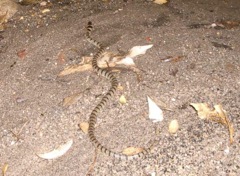 Z. Northern Blues Nov '04 juvenile brown snake (D McK) IMGP3492[1]