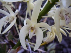Dendrobium (Thelychiton) speciosum Kowmung '07 IMGP4510[1]