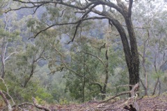Eucalyptus crebra Kowmung Oct '10 PBT40[1]
