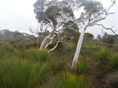 Eucalyptus rubida Kowmung Eas '08  32[1]