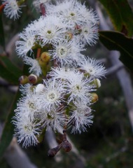 Eucalyptus sp. Froth & B '10  WW64[1]