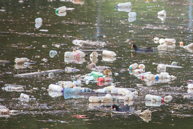 Dusky Moorhens (somewhere there between the bottles) - Cooks River