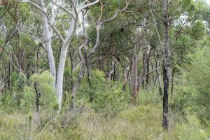 Yeramba Lagoon Ramble – 7 March 2017 | David Noble Blog